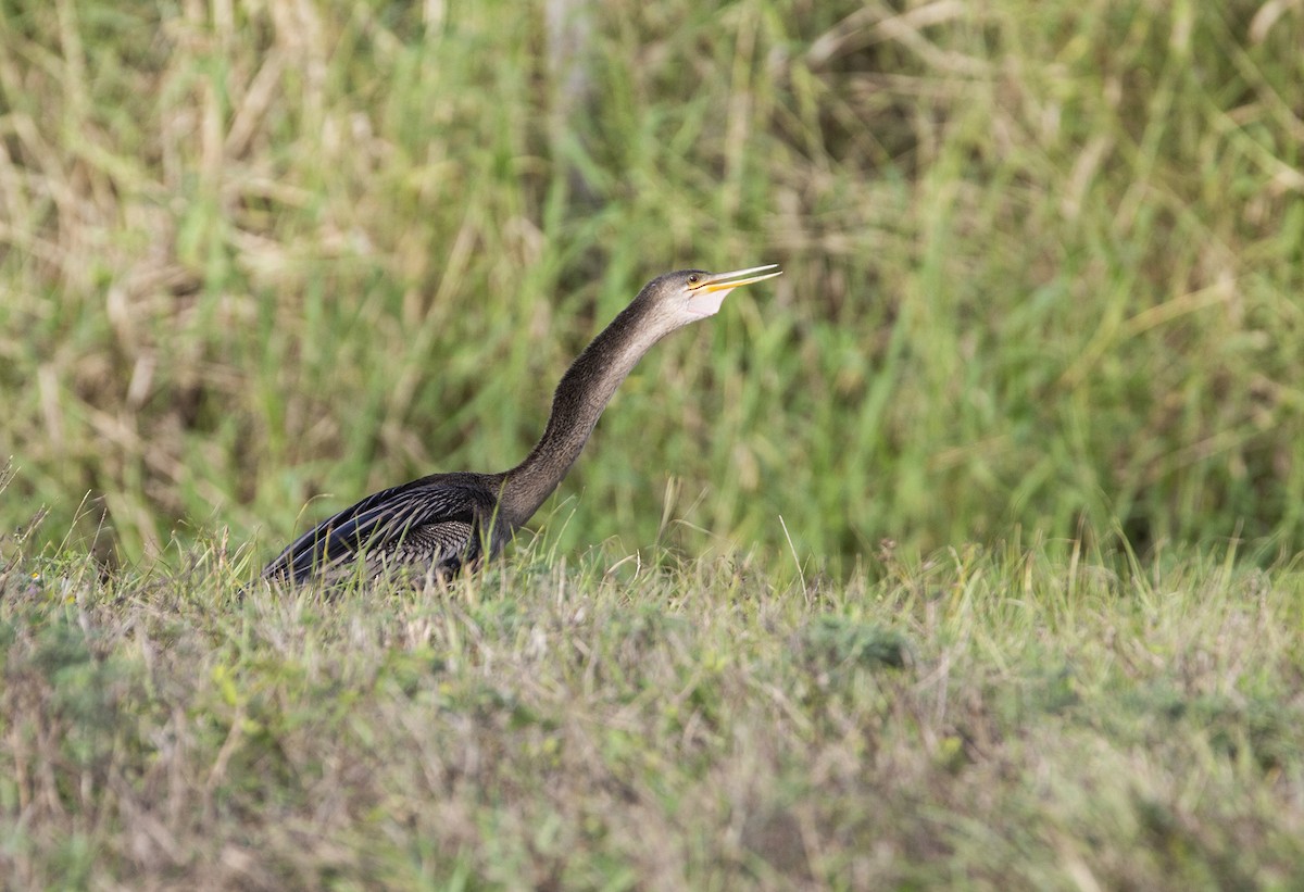 アメリカヘビウ - ML617524883