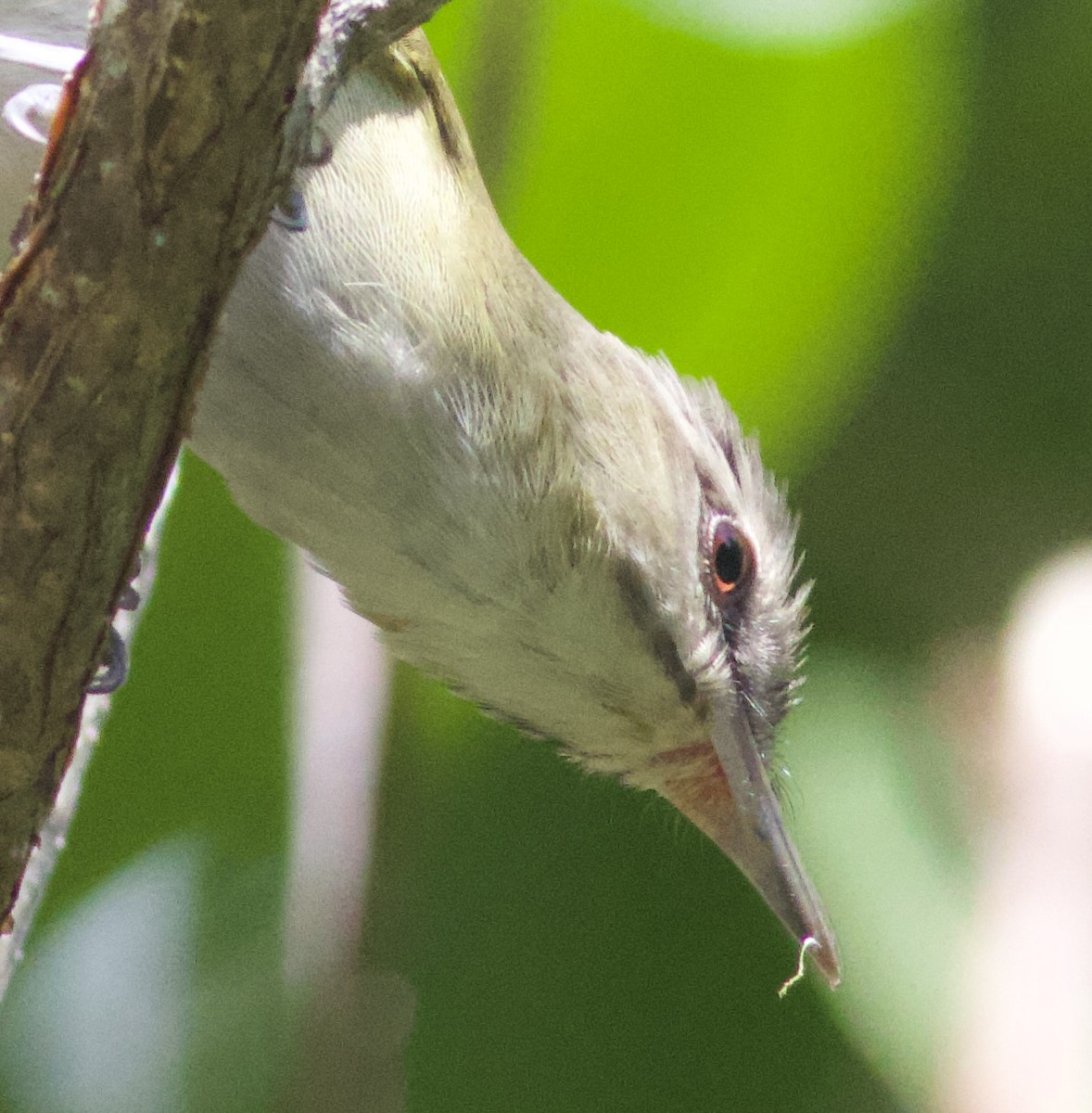 Black-whiskered Vireo - ML617524887