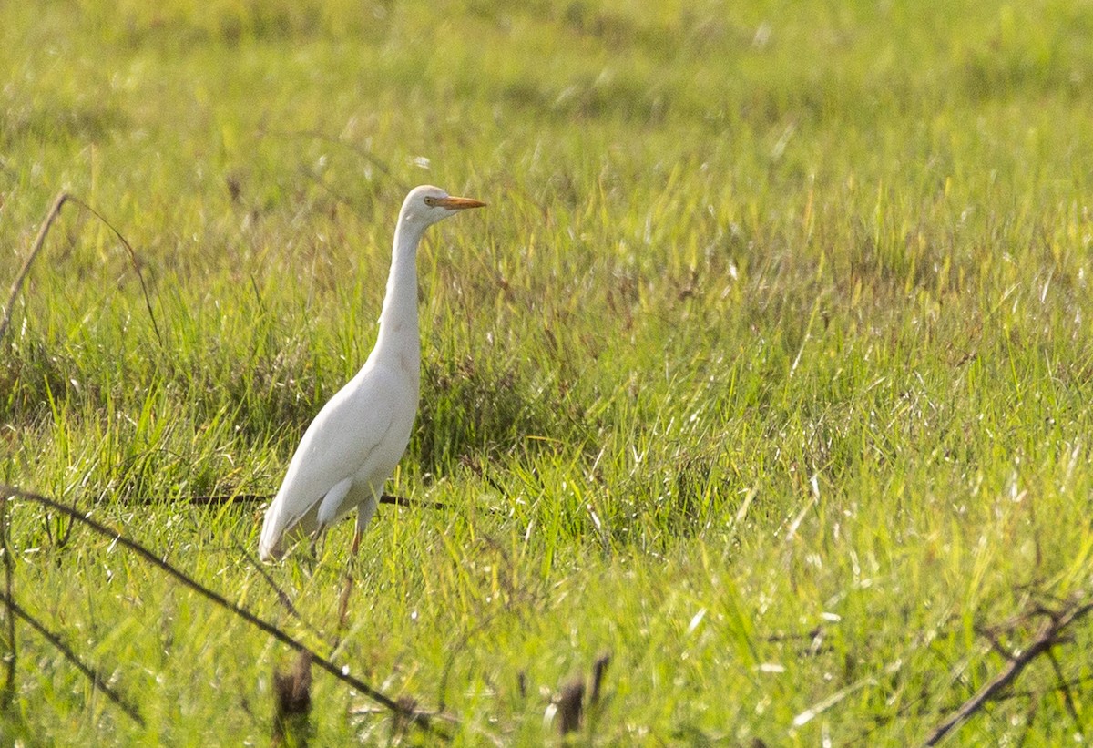 Western Cattle Egret - ML617524890