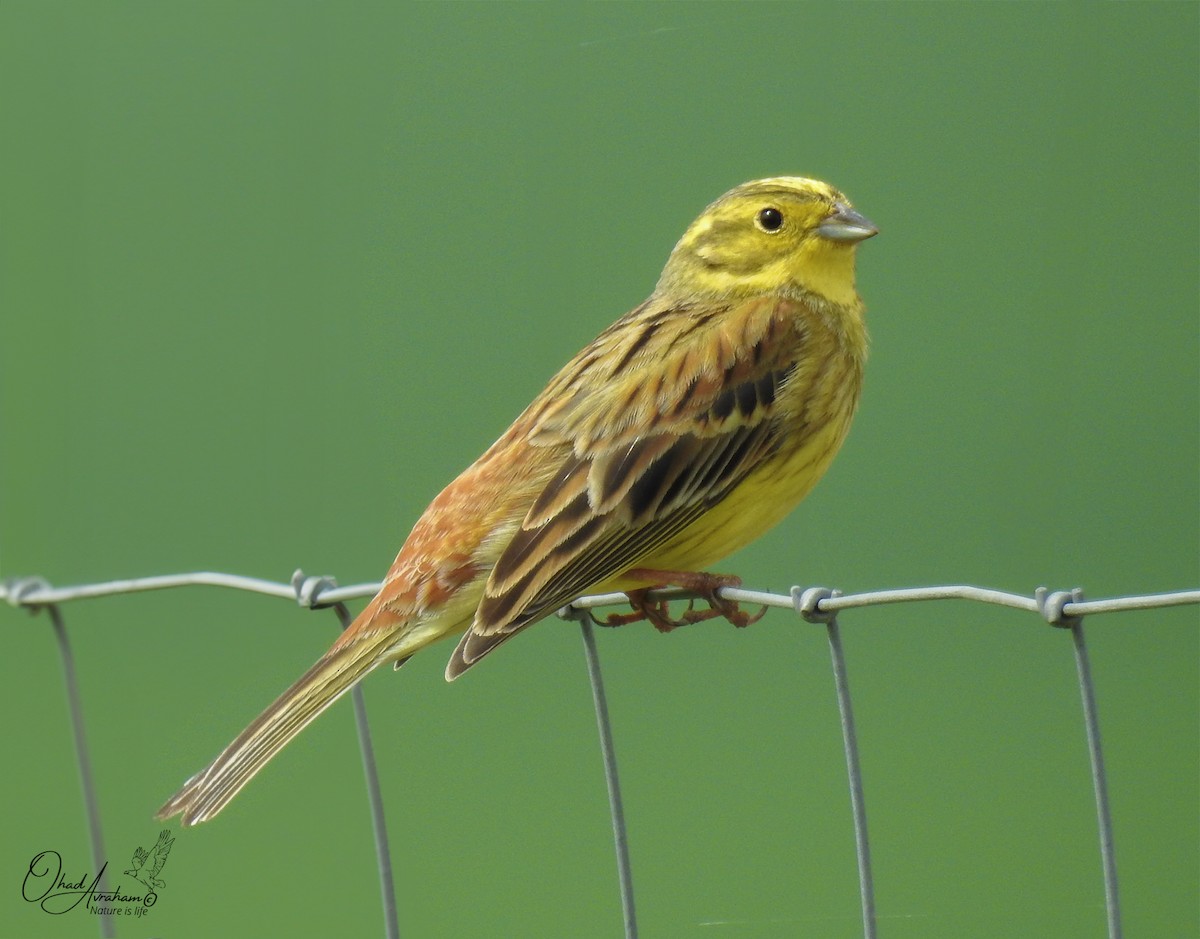 Yellowhammer - ML617524902