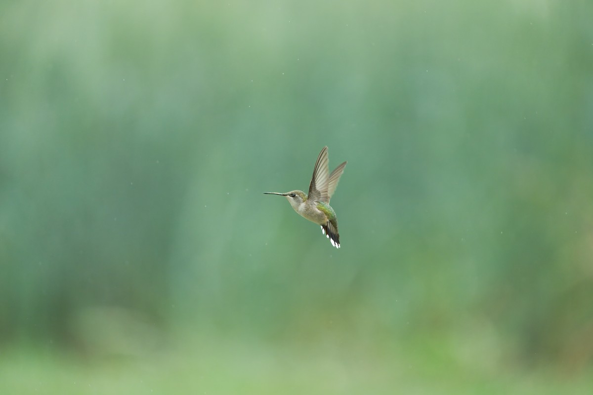 Colibri à gorge rubis - ML617524918