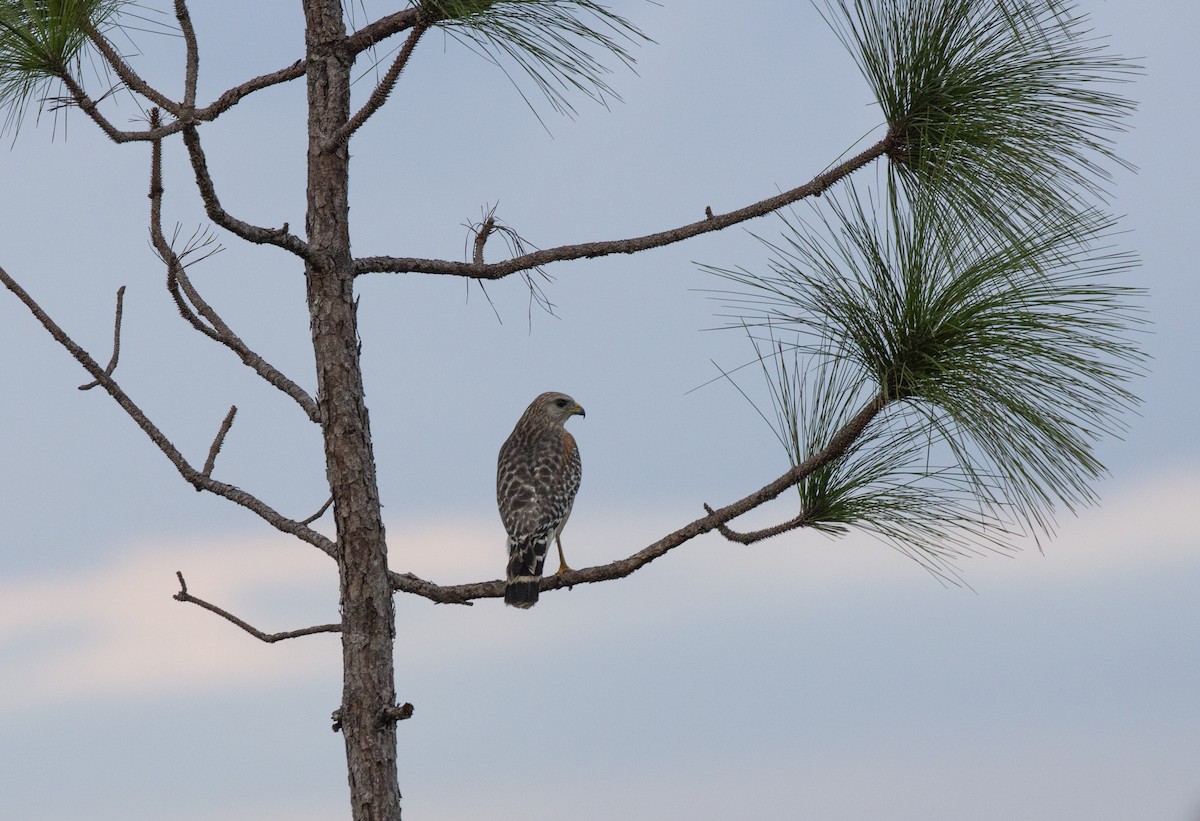 Red-shouldered Hawk - Anonymous