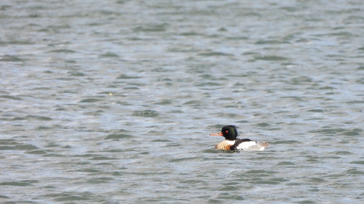 Red-breasted Merganser - ML617524960