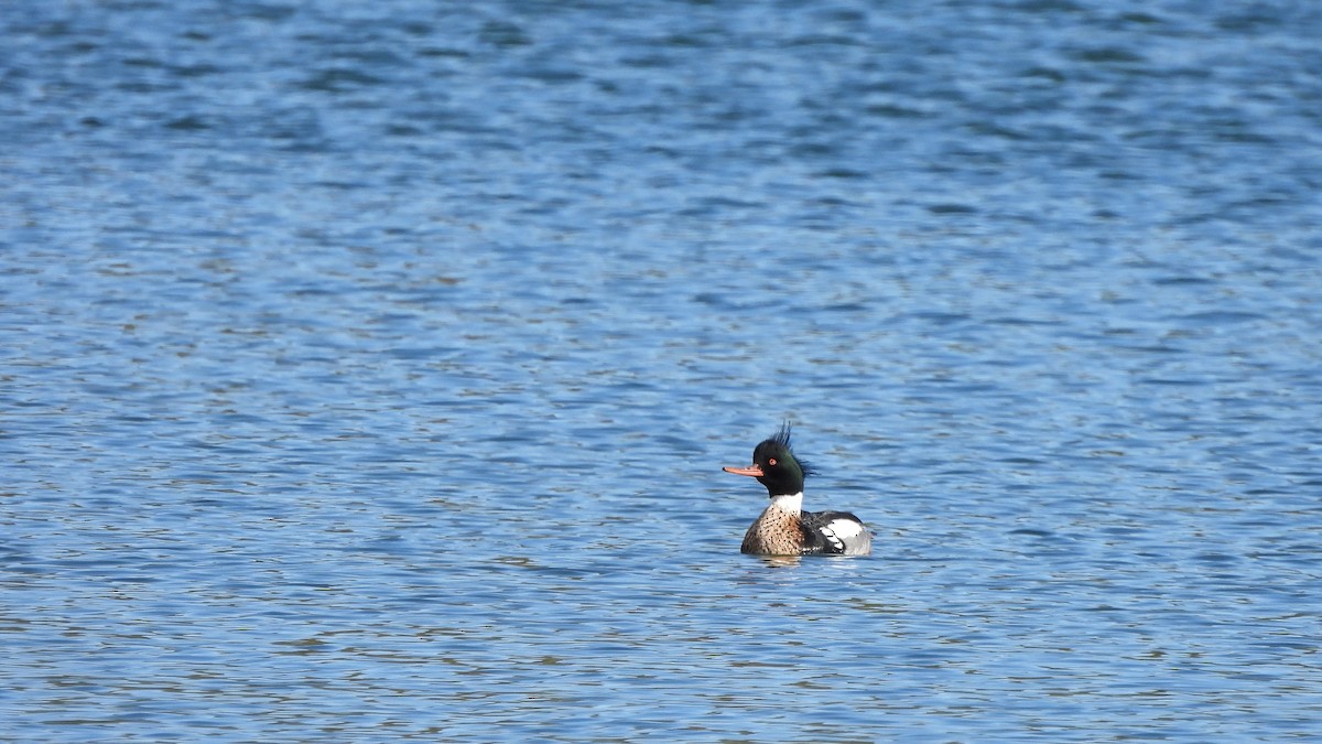 Red-breasted Merganser - ML617524962