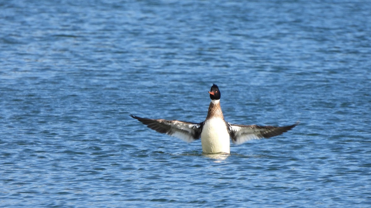 Red-breasted Merganser - ML617524965