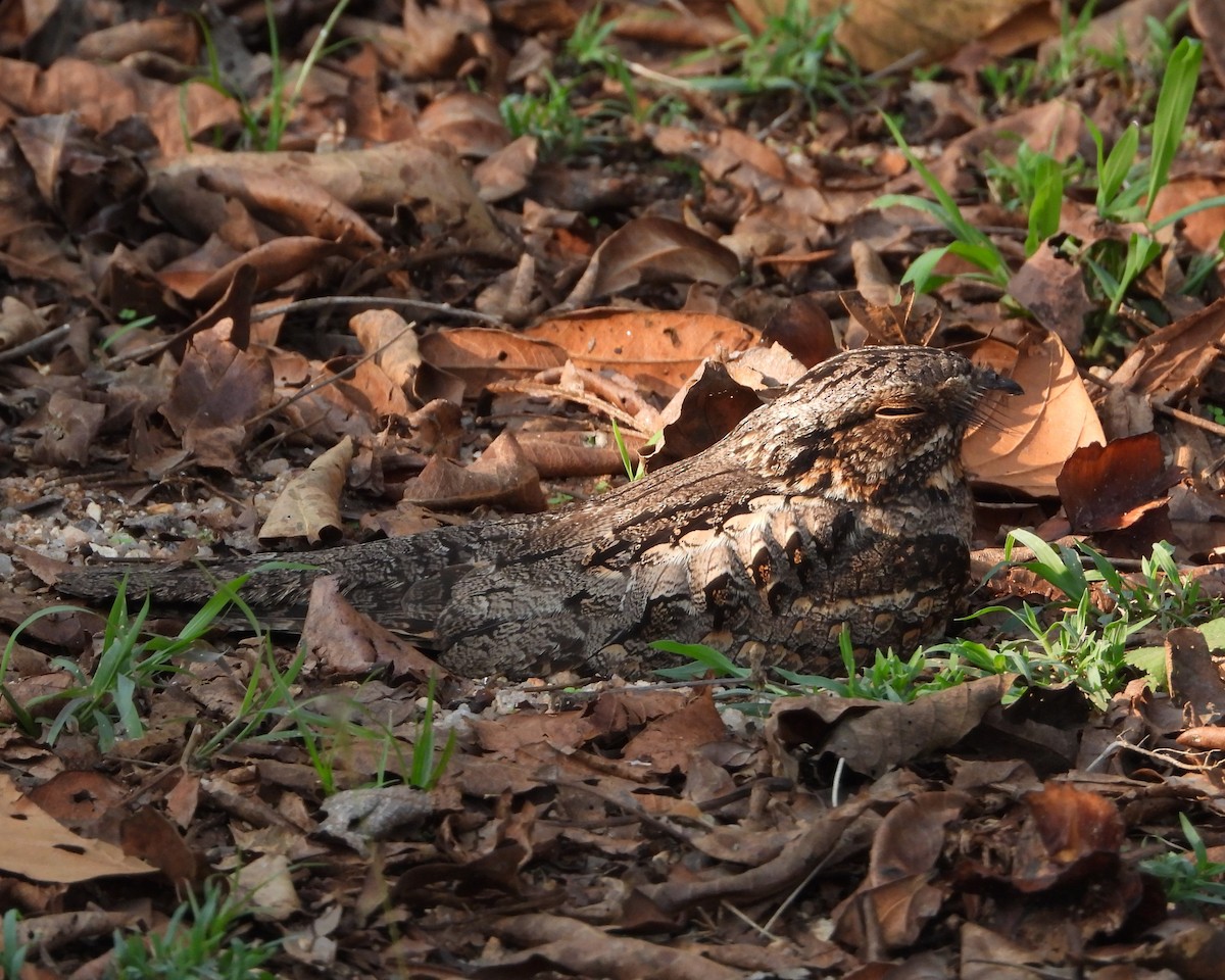 Jungle Nightjar - Ranjeet Rane