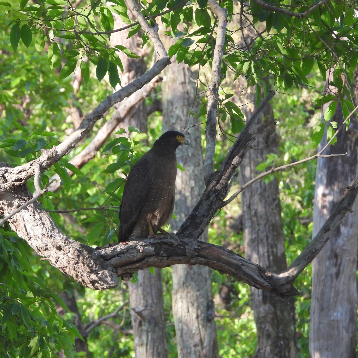 Crested Serpent-Eagle - ML617525085