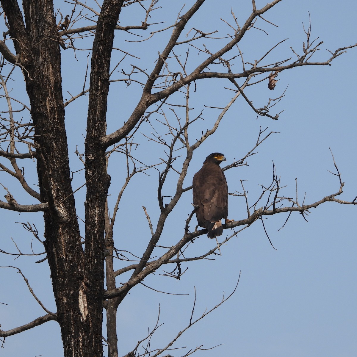 Crested Serpent-Eagle - ML617525086