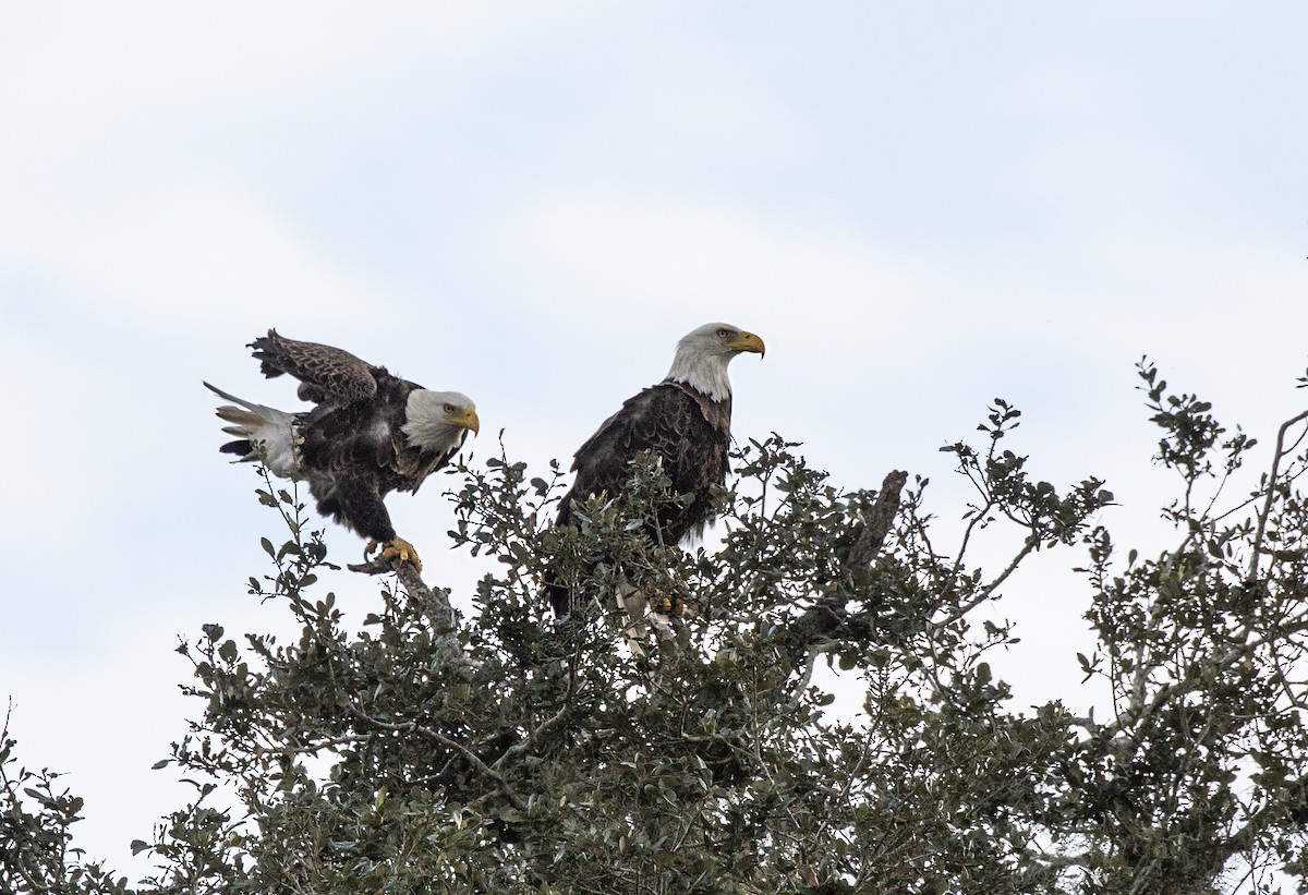 Bald Eagle - ML617525100