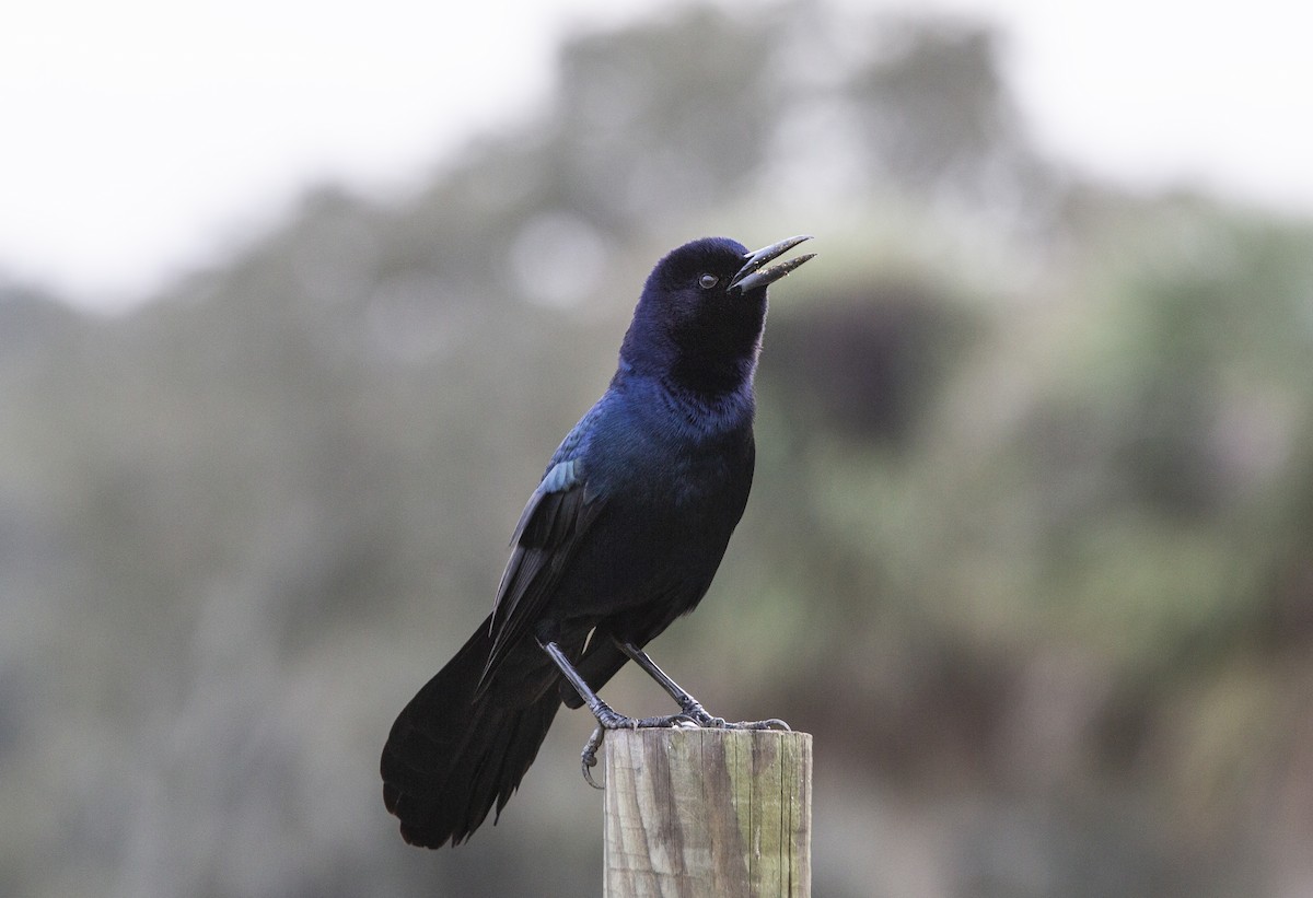 Boat-tailed Grackle - Anonymous