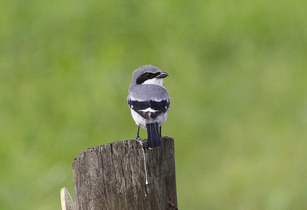 Loggerhead Shrike - Anonymous