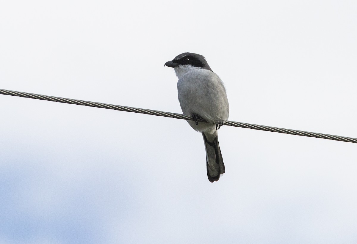 Loggerhead Shrike - Anonymous