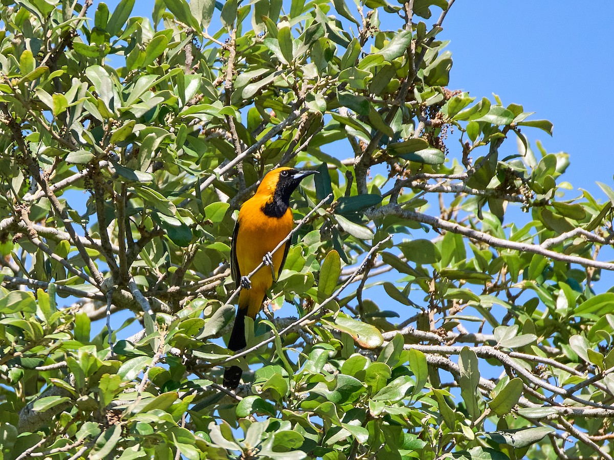 Oriole masqué - ML617525176