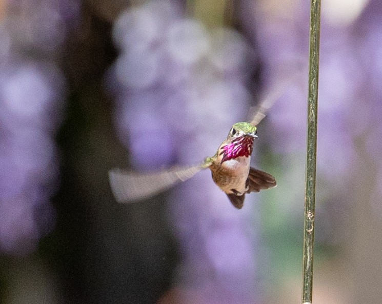 Calliope Hummingbird - Dale Ball