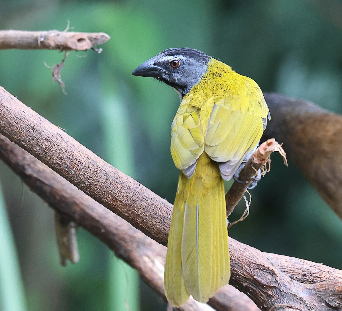 Black-headed Saltator - ML617525225