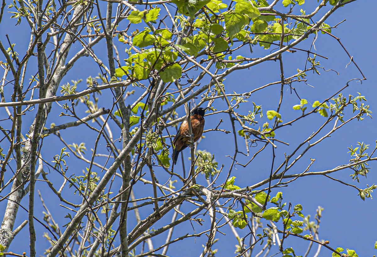 Orchard Oriole - ML617525357
