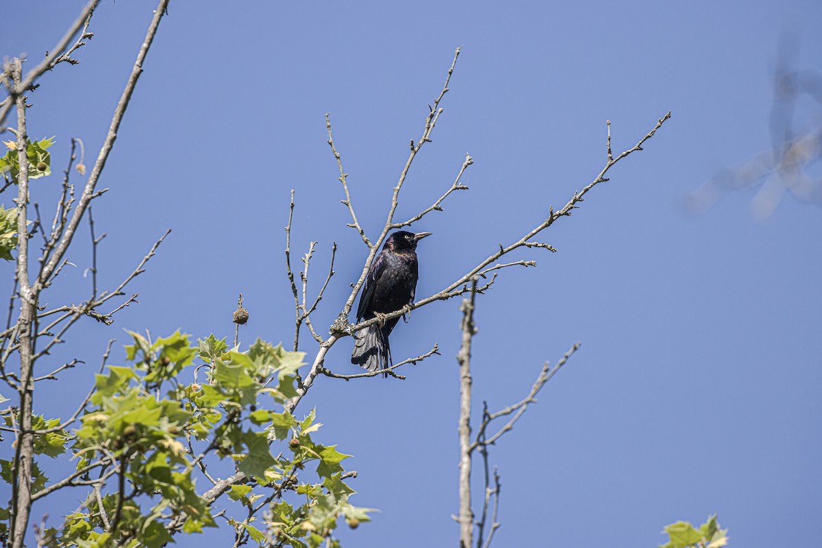 Common Grackle - ML617525361