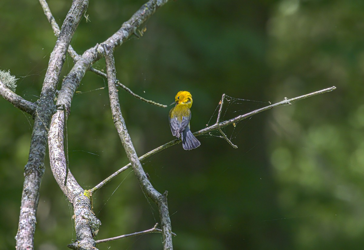 Prothonotary Warbler - ML617525365