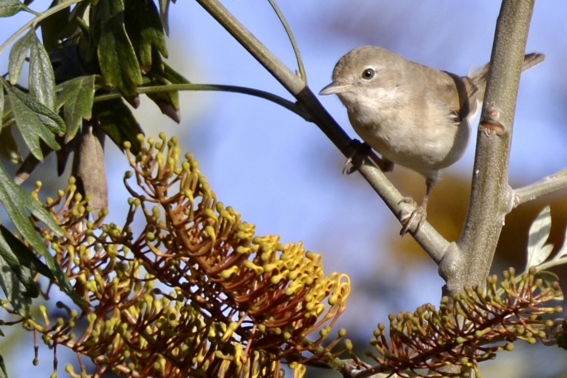 Greater Whitethroat - ML617525383