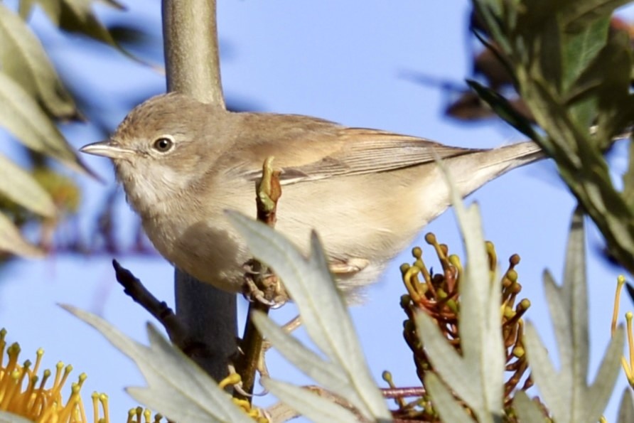 Greater Whitethroat - ML617525384