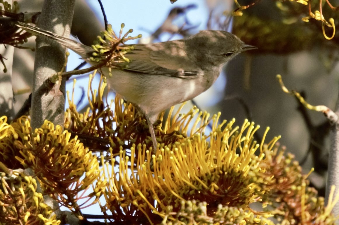 Greater Whitethroat - ML617525386