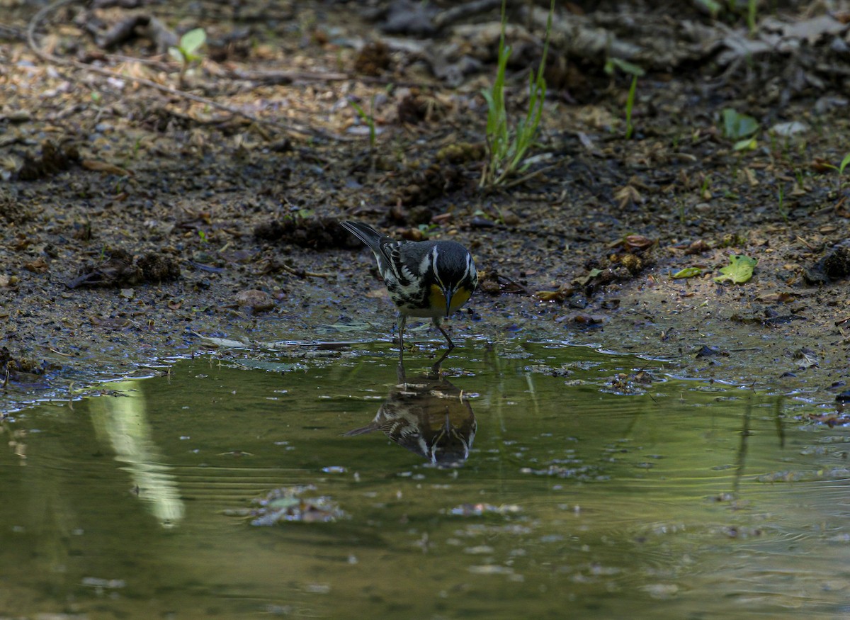 Yellow-throated Warbler - ML617525396