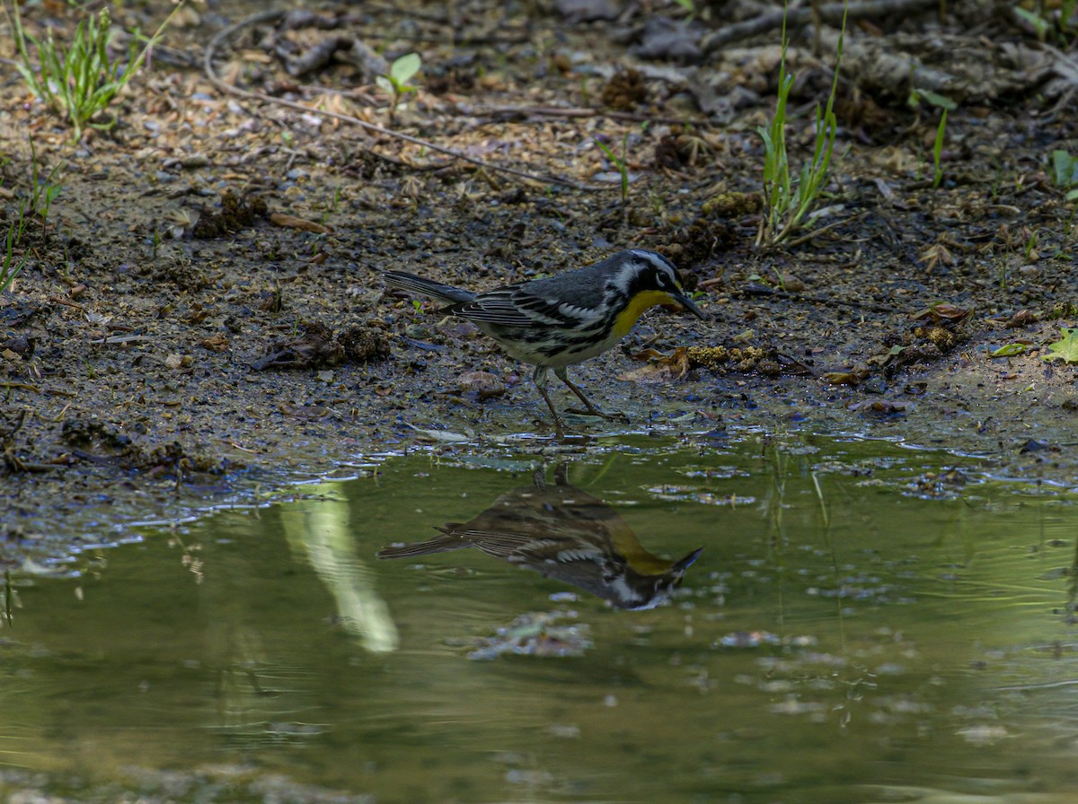 Yellow-throated Warbler - ML617525397