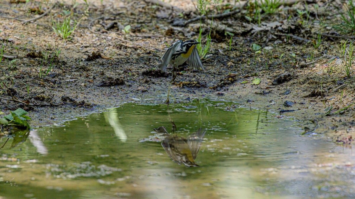 Yellow-throated Warbler - ML617525398