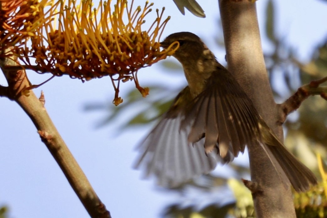 Canary Islands Chiffchaff - ML617525404