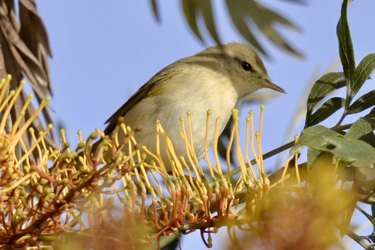 Willow Warbler - ML617525407