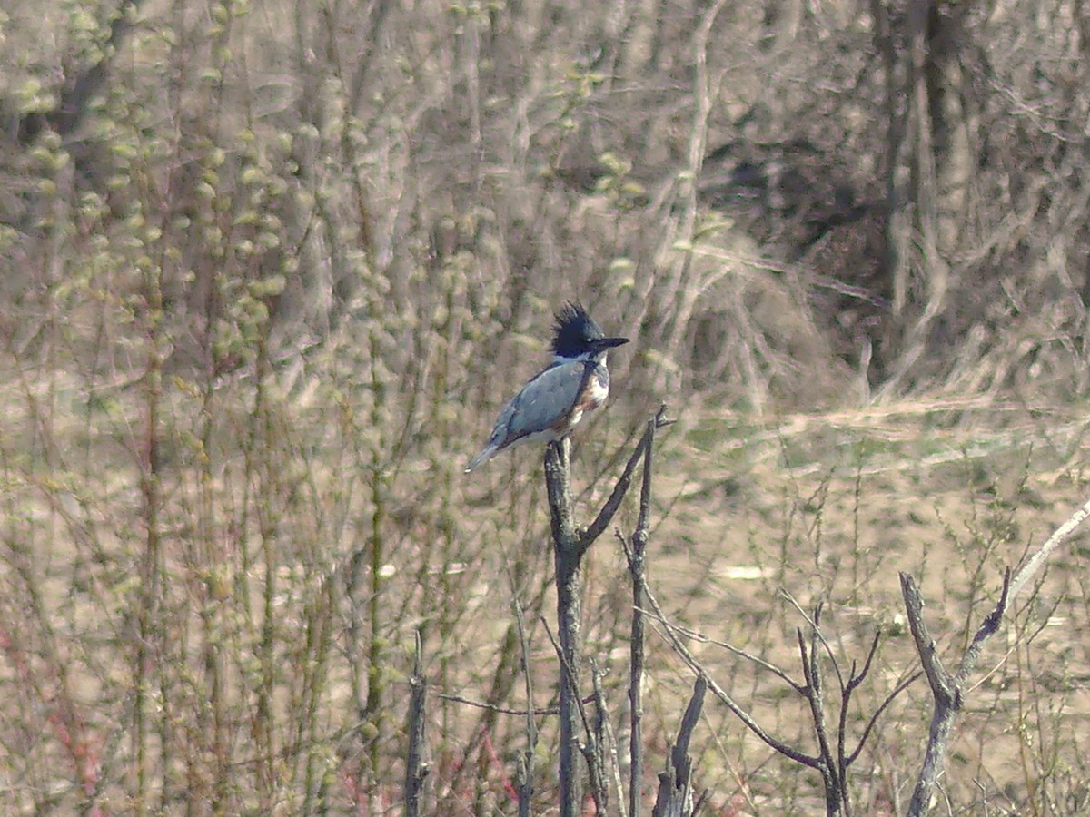 Belted Kingfisher - ML617525428