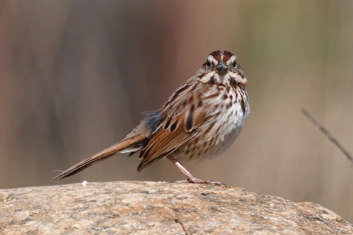 Song Sparrow - ML617525444