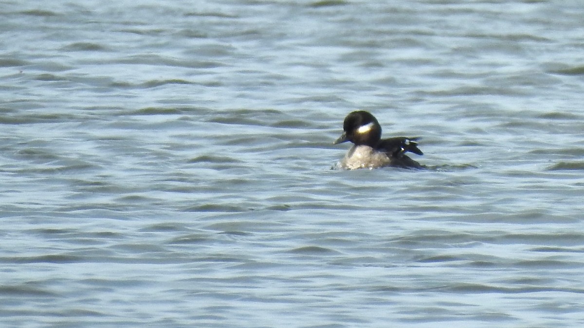 Bufflehead - ML617525530