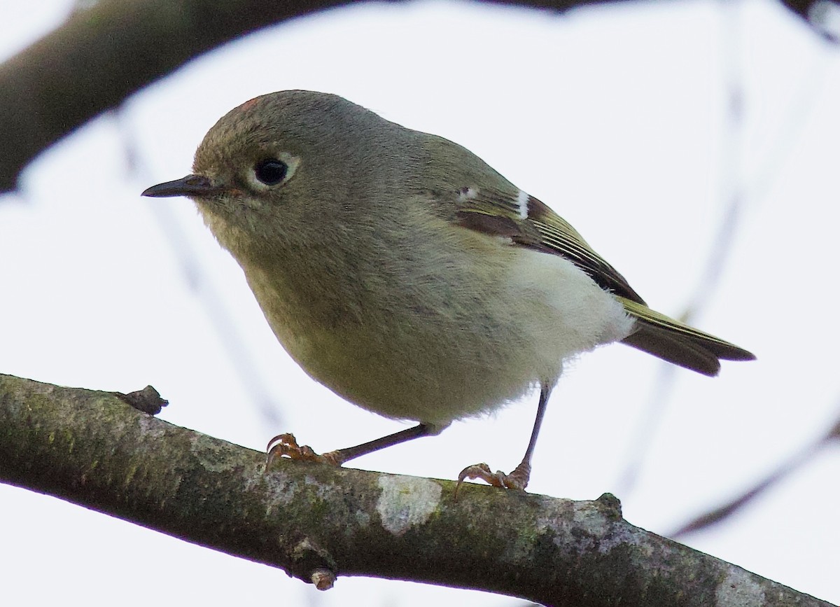 Ruby-crowned Kinglet - ML617525558