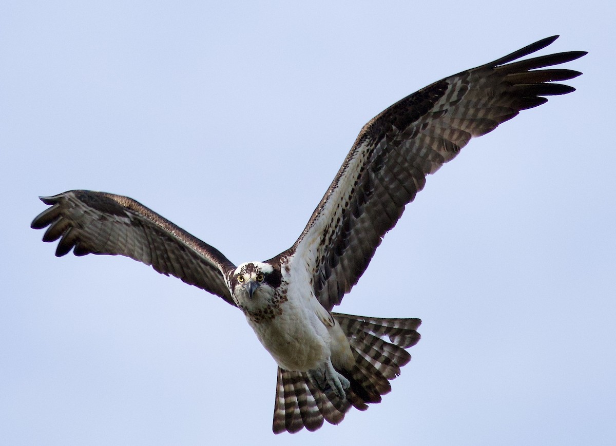 Águila Pescadora - ML617525568