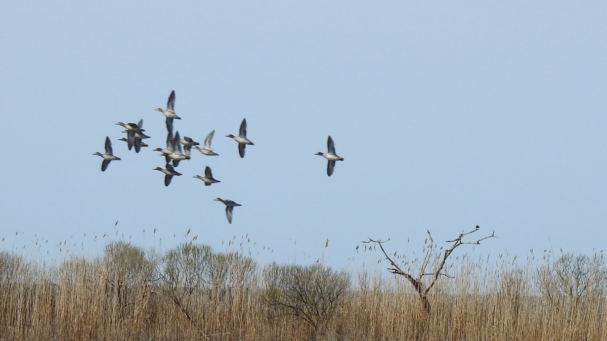 Green-winged Teal - ML617525580