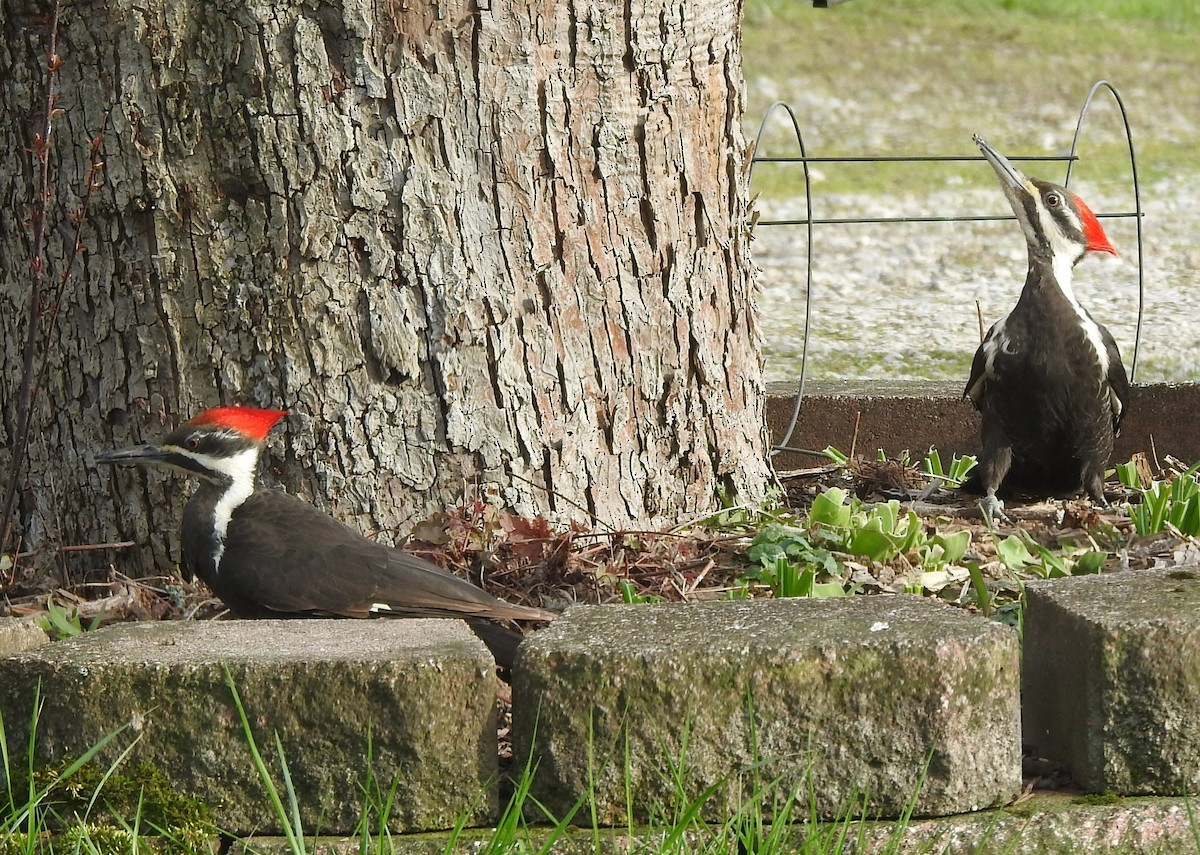 Pileated Woodpecker - Elizabeth S