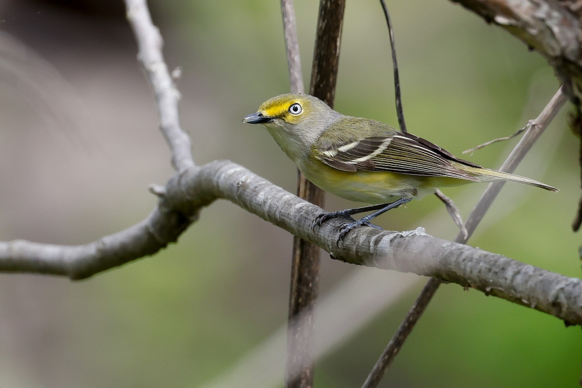 White-eyed Vireo - Baxter Beamer