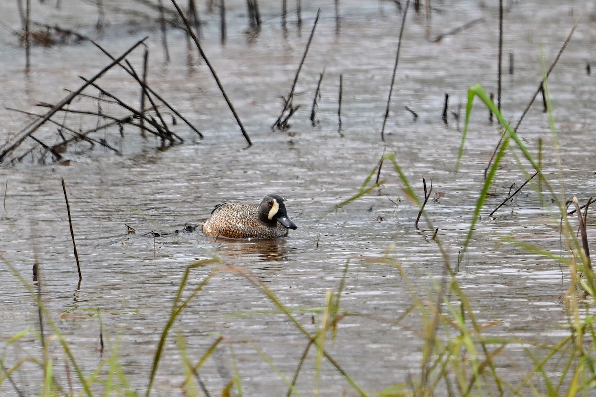 Blue-winged Teal - ML617525617
