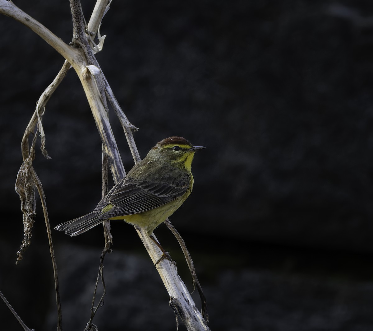 Palm Warbler - ML617525624