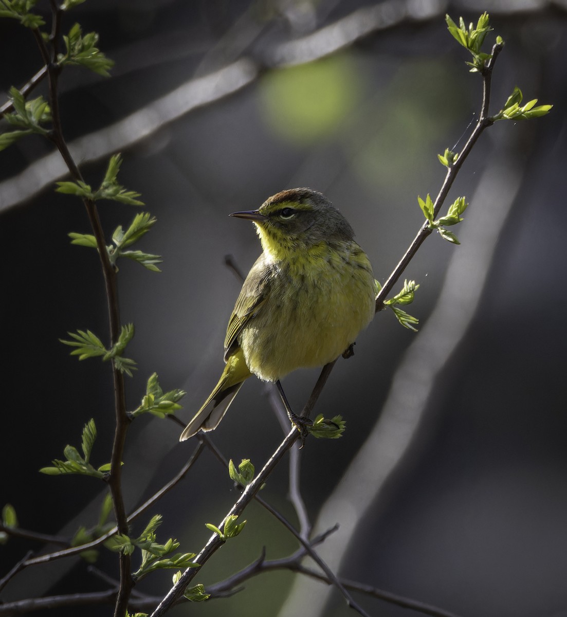 Palm Warbler - ML617525625