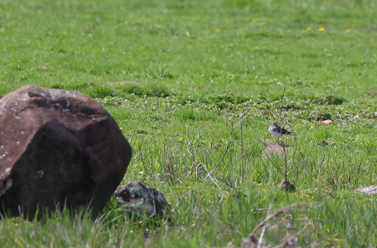 Solitary Sandpiper - ML617525636