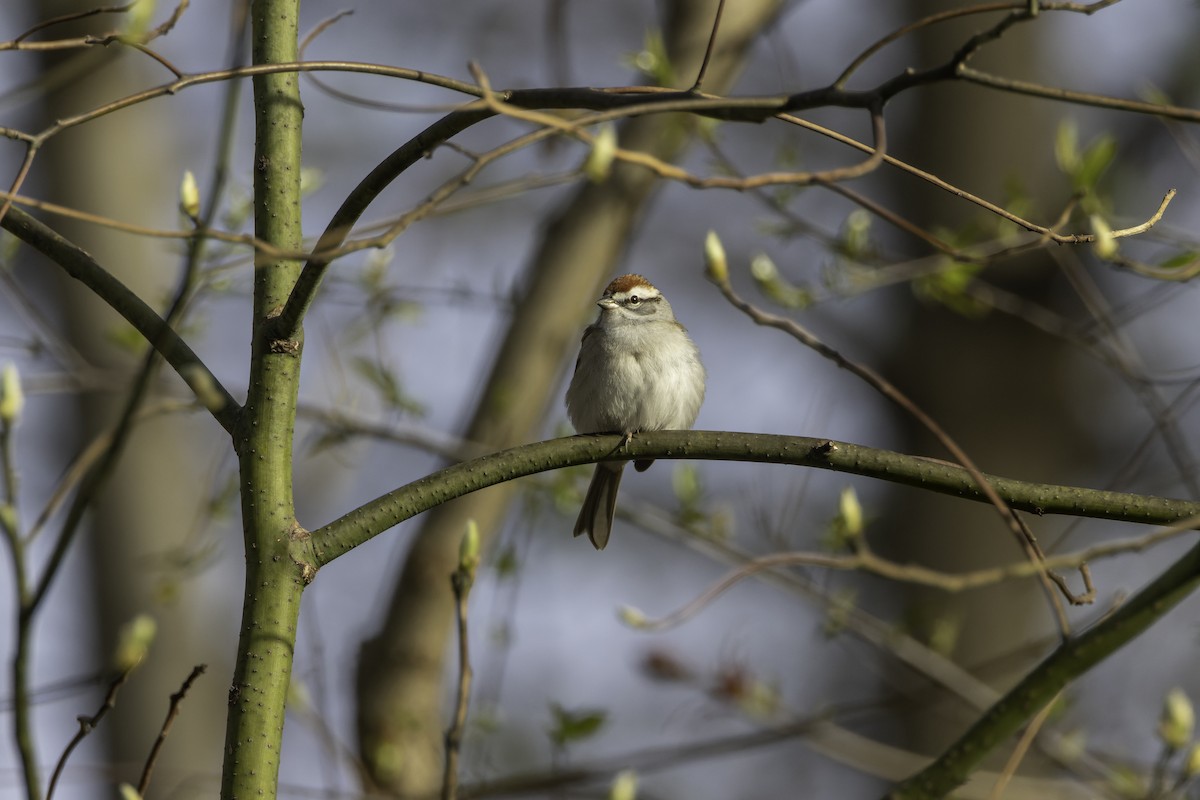 Chipping Sparrow - ML617525652