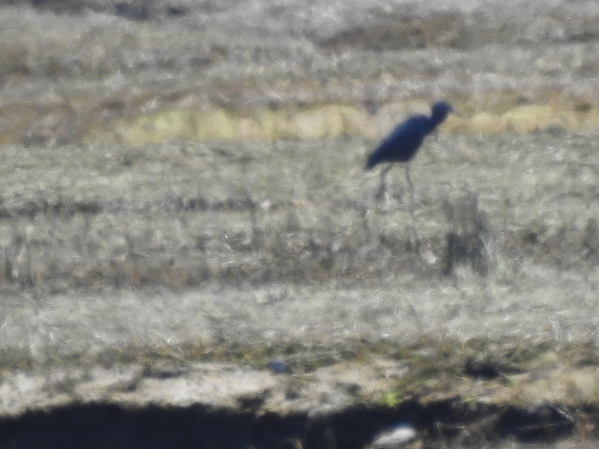 Little Blue Heron - ML617525721