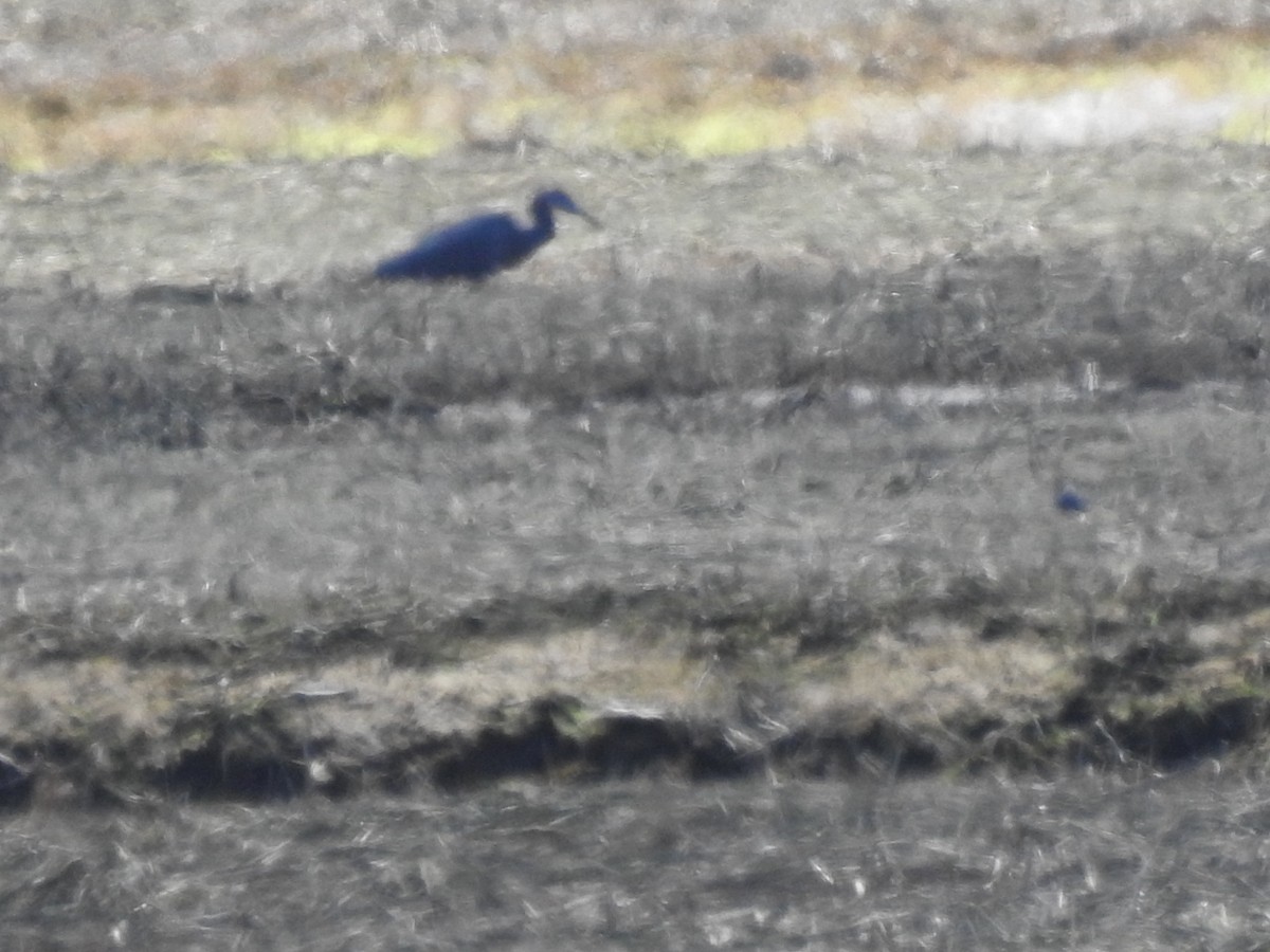 Little Blue Heron - Pamela Bruno