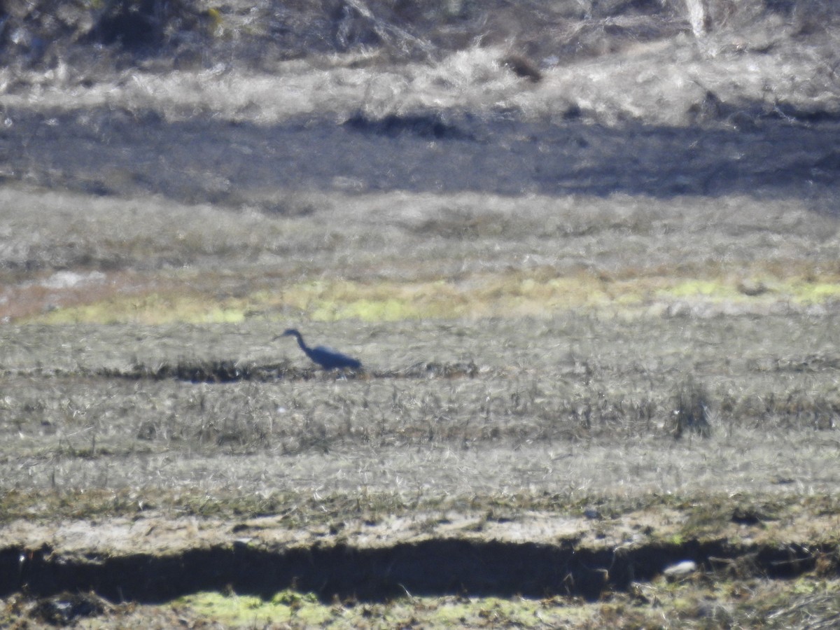 Little Blue Heron - ML617525723