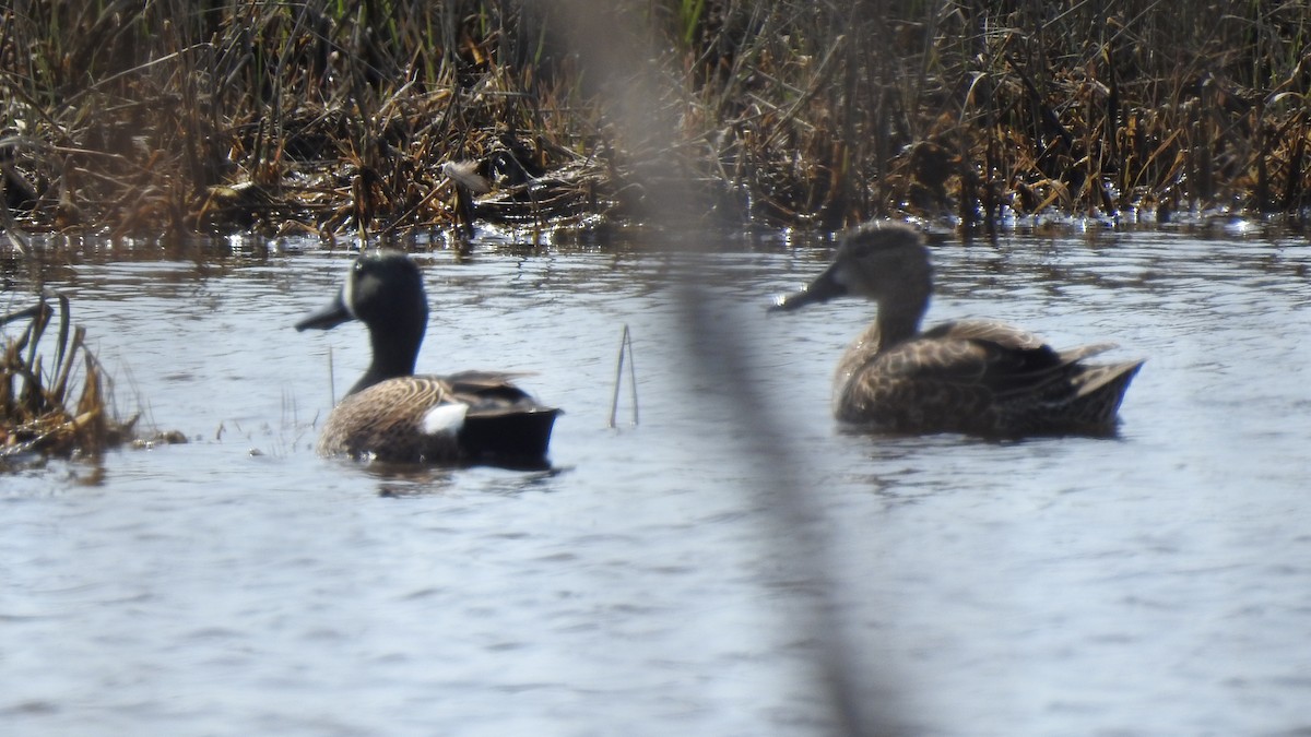 Blue-winged Teal - Vincent Glasser