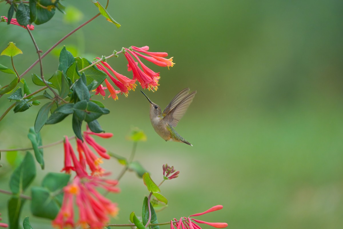 Colibri à gorge rubis - ML617525773