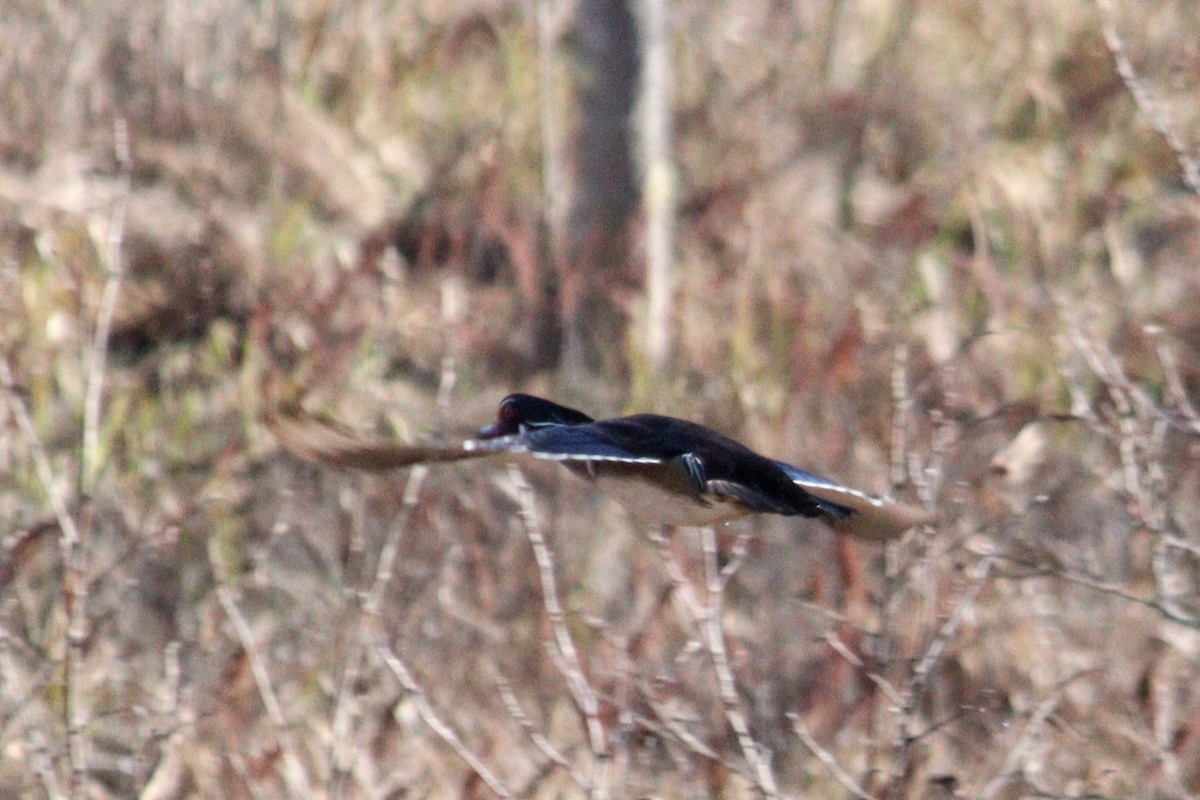 Wood Duck - ML617525775