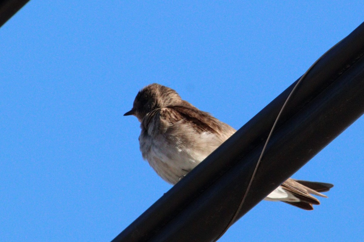 Northern Rough-winged Swallow (Northern) - ML617525788